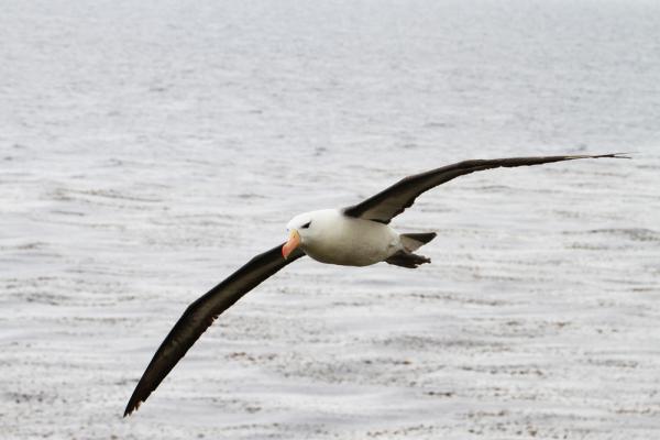 Det finns olika typer av albatrosser