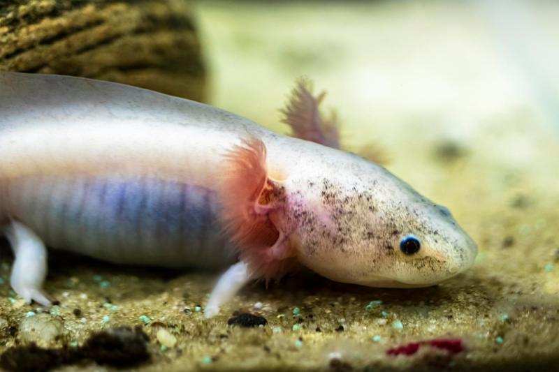 Axolotl - Ekologi och habitat
