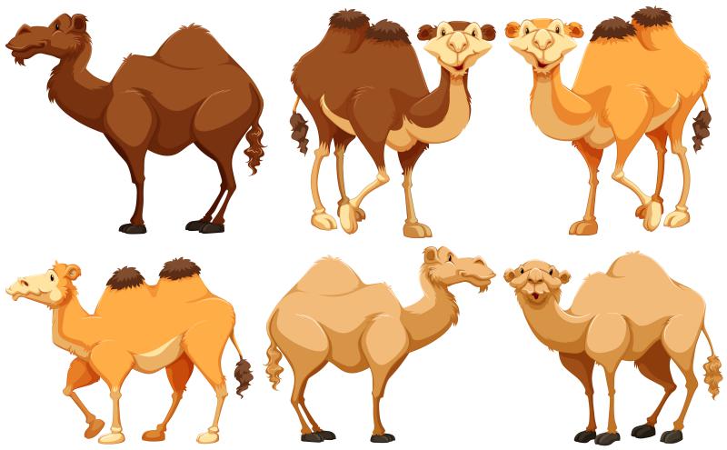 Bild på kameler och dromedarer.
